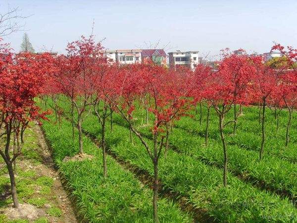 “顏值爆表”的日本紅楓，不是想看就能看！