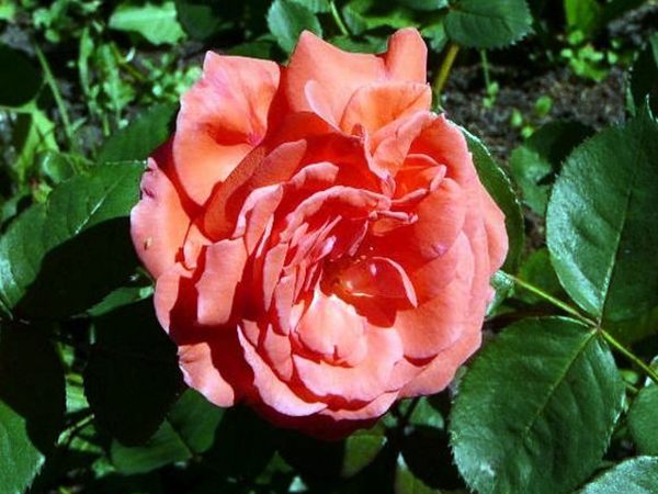 ‘美利堅(jiān)’(America) ‘美利堅(jiān)’(America)