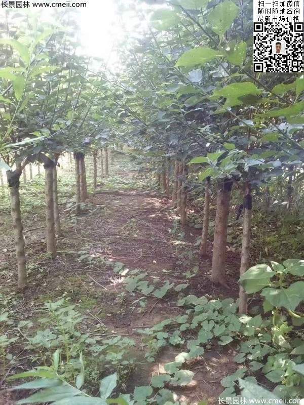 國內(nèi)數(shù)一數(shù)二紅梅花產(chǎn)地,你知道幾個