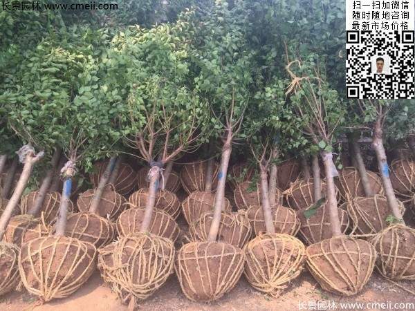 國內(nèi)數(shù)一數(shù)二紅梅花產(chǎn)地,你知道幾個