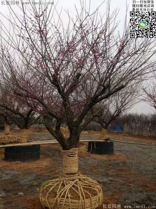 國內(nèi)數(shù)一數(shù)二紅梅花產(chǎn)地,你知道幾個