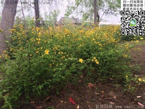 棣棠--長(zhǎng)景園林 棣棠--長(zhǎng)景園林