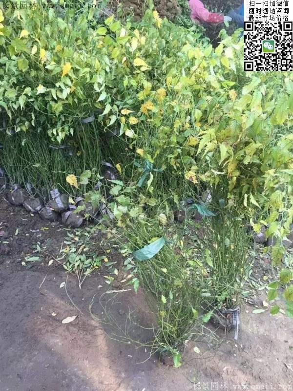 棣棠出售--長(zhǎng)景園林