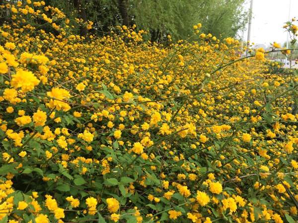 金棣棠梅 金棣棠梅