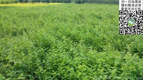 金棣棠梅 金棣棠梅