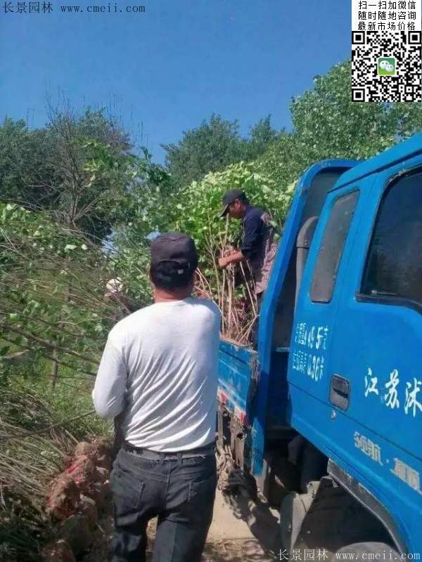 丁香樹苗 丁香樹苗