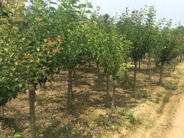 高端、大氣、上檔次的紅梅