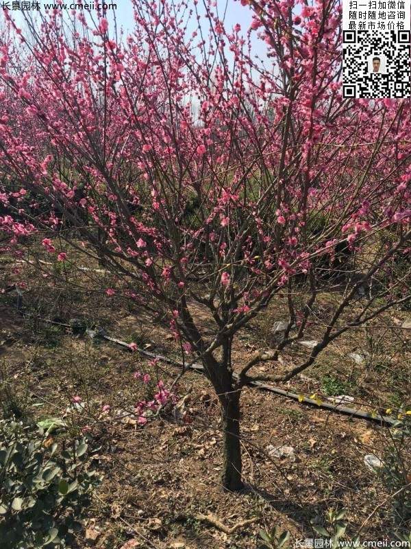 高端、大氣、上檔次的紅梅