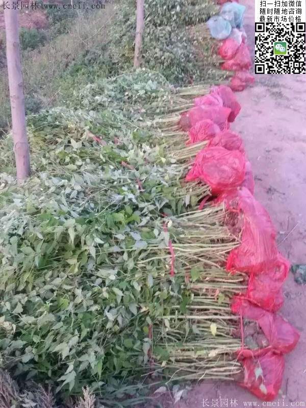 重瓣棣棠--長景園林 重瓣棣棠--長景園林