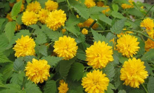 重瓣棣棠--長景園林 重瓣棣棠--長景園林