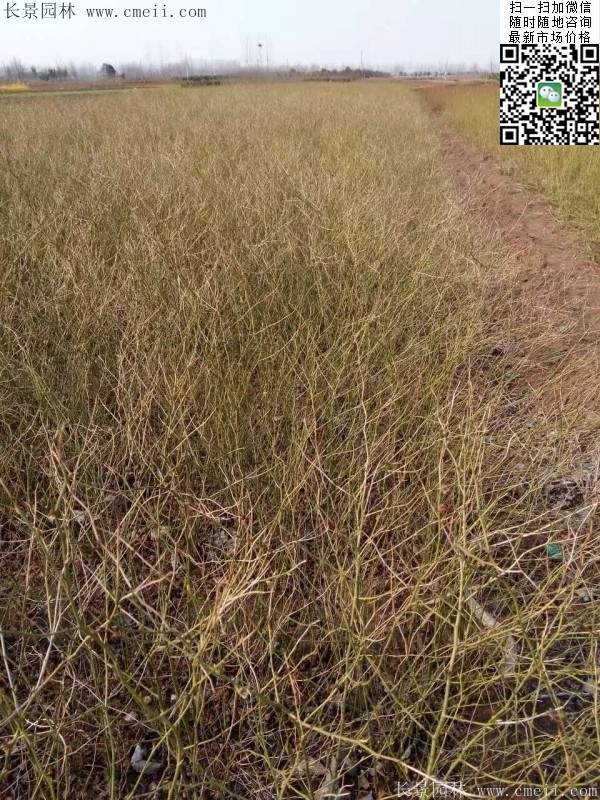 重瓣棣棠--長景園林 重瓣棣棠--長景園林