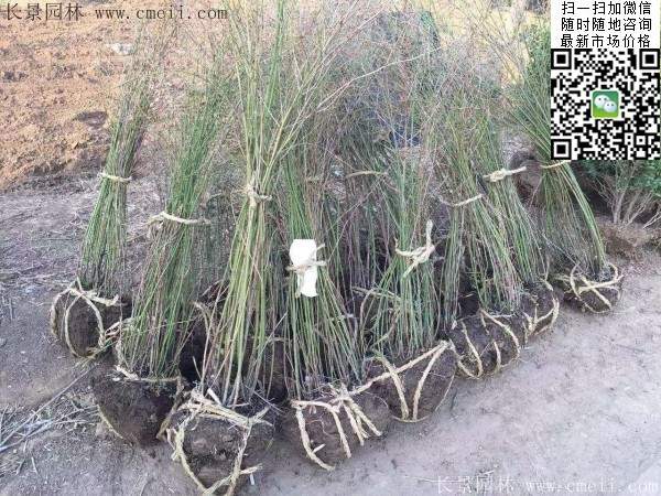 重瓣棣棠--長景園林 重瓣棣棠--長景園林