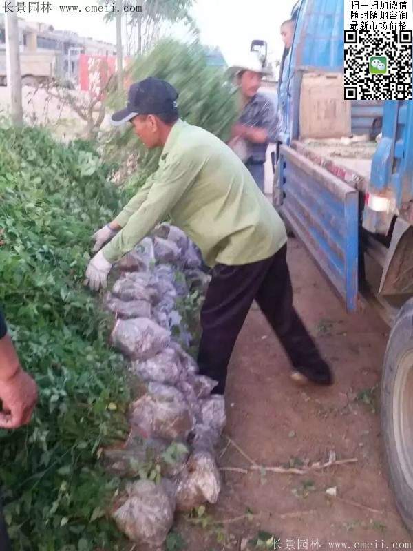 重瓣棣棠--長景園林 重瓣棣棠--長景園林