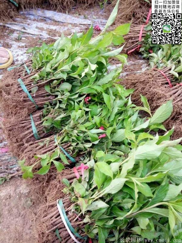 紅王子錦帶 紅王子錦帶