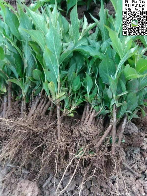 紅王子錦帶 紅王子錦帶