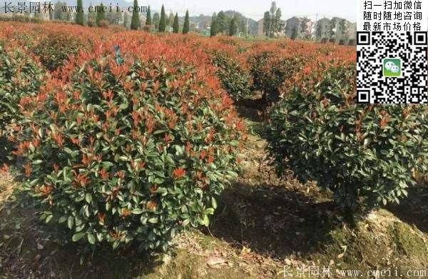 紅葉石楠球 紅葉石楠球