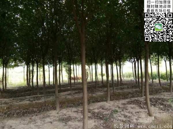 高桿紅葉石楠--長(zhǎng)景園林 高桿紅葉石楠--長(zhǎng)景園林