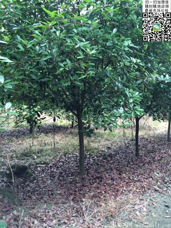 高桿紅葉石楠--長(zhǎng)景園林 高桿紅葉石楠--長(zhǎng)景園林