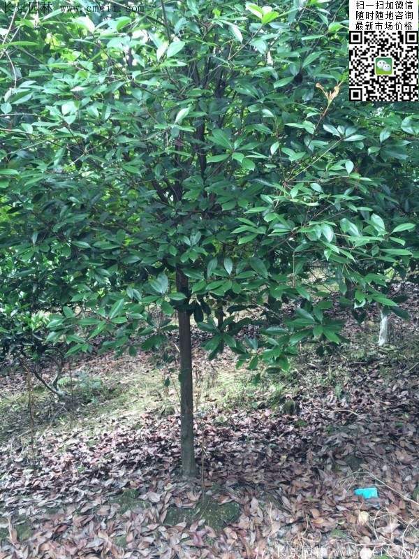 高桿紅葉石楠--長(zhǎng)景園林 高桿紅葉石楠--長(zhǎng)景園林