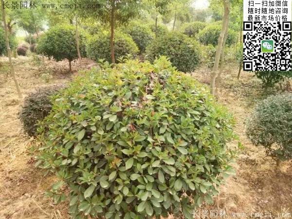 紅葉石楠球--長(zhǎng)景園林 紅葉石楠球--長(zhǎng)景園林