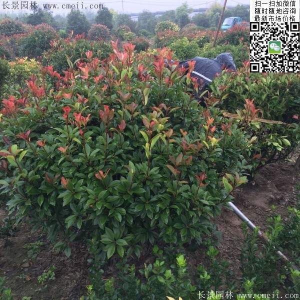 紅葉石楠--長景園林 紅葉石楠--長景園林