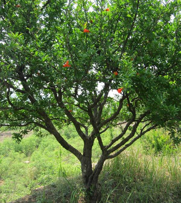 花石榴 花石榴