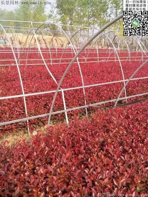 紅葉石楠小苗--長景園林 紅葉石楠小苗--長景園林