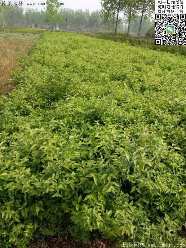 金銀木只要看一眼就迷上了,不信你就看看 金銀木只要看一眼就迷上了,不信你就看看