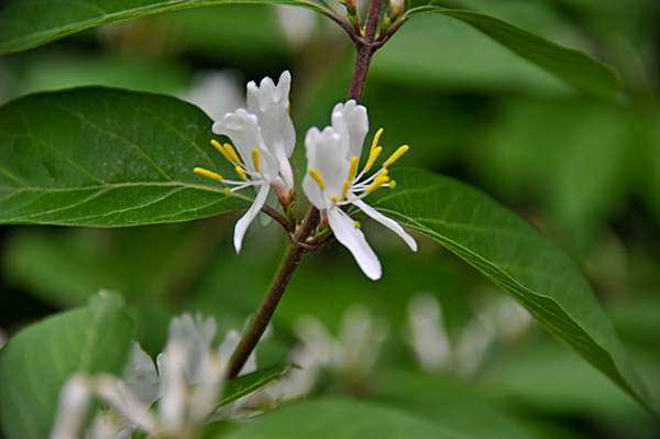 金銀木只要看一眼就迷上了,不信你就看看 金銀木只要看一眼就迷上了,不信你就看看