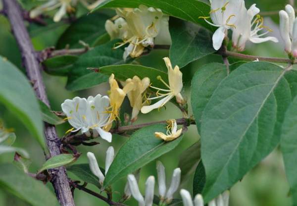 金銀木價(jià)格 金銀木價(jià)格