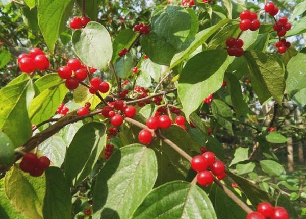 金銀木價(jià)格 金銀木價(jià)格