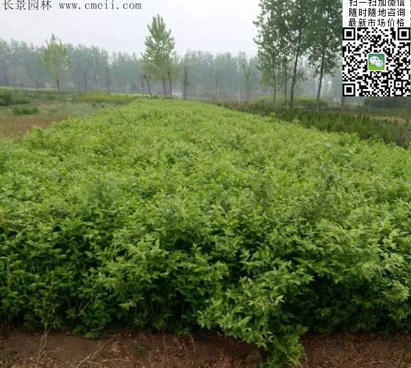 金銀木價(jià)格 金銀木價(jià)格