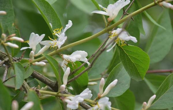 金銀木圖片 金銀木圖片