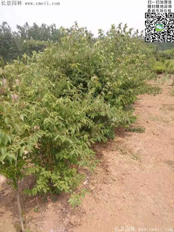 2016年金銀木的市場(chǎng)行情 2016年金銀木的市場(chǎng)行情