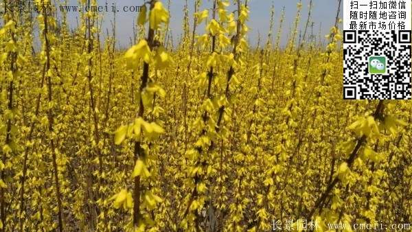 連翹--長(zhǎng)景園林 連翹--長(zhǎng)景園林