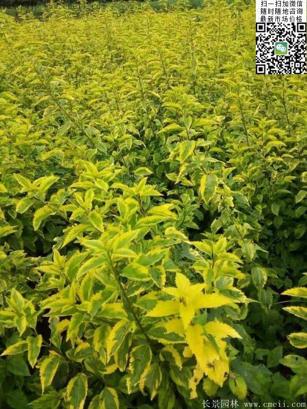 連翹--長(zhǎng)景園林 連翹--長(zhǎng)景園林