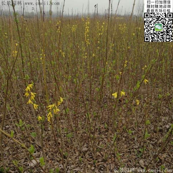 連翹--長(zhǎng)景園林 連翹--長(zhǎng)景園林