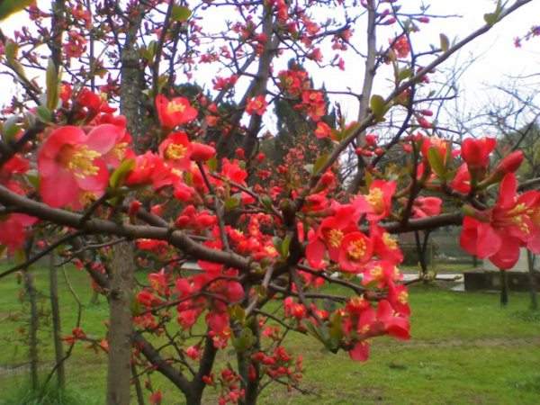 想要貼梗海棠花開(kāi)得好，修剪養(yǎng)護(hù)很重要