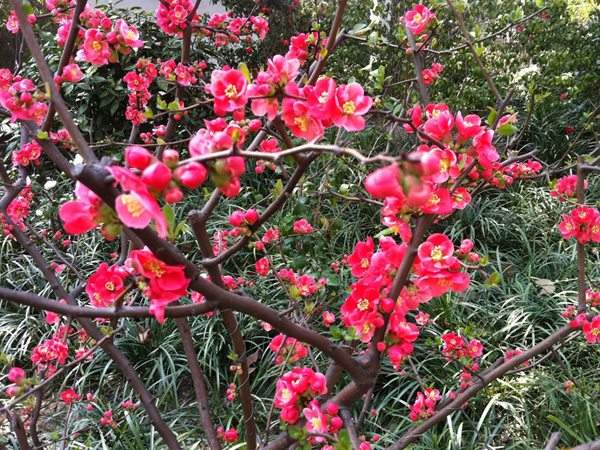 想要貼梗海棠花開(kāi)得好，修剪養(yǎng)護(hù)很重要