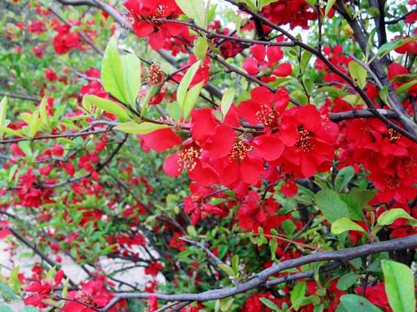 想要貼梗海棠花開(kāi)得好，修剪養(yǎng)護(hù)很重要