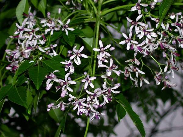 苦楝樹市場價(jià)格 苦楝樹市場價(jià)格