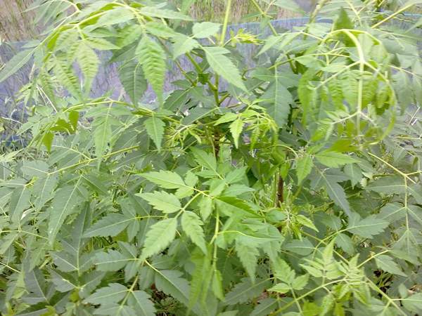 苦楝苗，苦楝樹