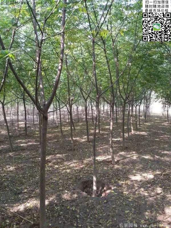 苦楝苗，苦楝樹