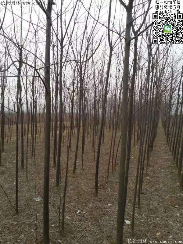 苦楝苗，苦楝樹