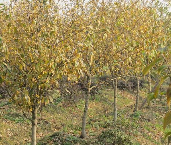 臘梅樹(shù) 臘梅樹(shù)