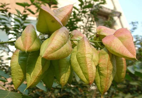 大欒樹(shù) 大欒樹(shù)