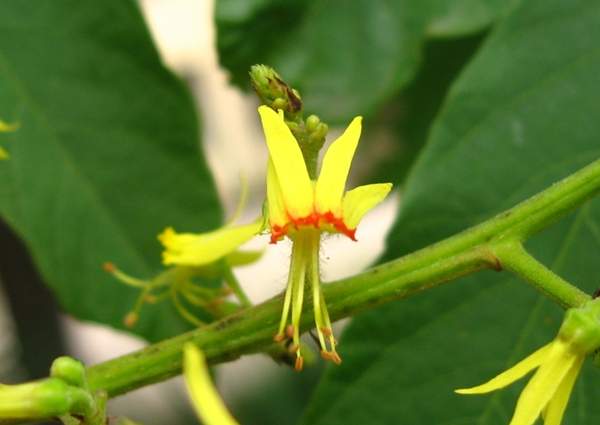 大欒樹(shù) 大欒樹(shù)