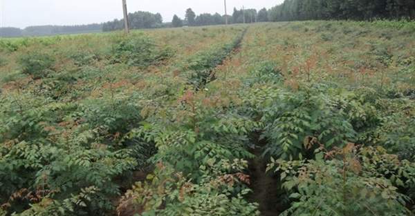 欒樹價值 欒樹價值