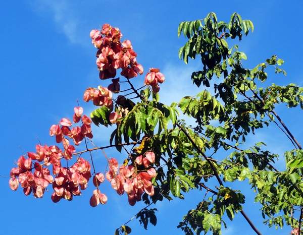 欒樹價值 欒樹價值