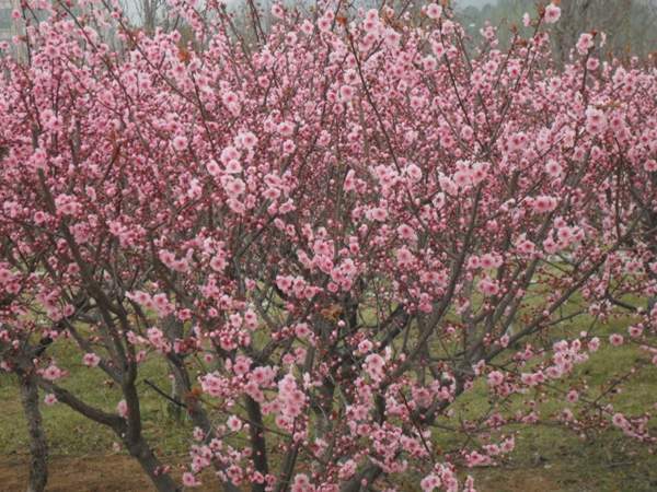 美人梅規(guī)格 美人梅規(guī)格